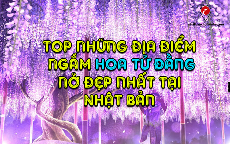 Top 5 địa điểm ngắm Hoa Tử Đằng Nhật Bản đẹp lung linh