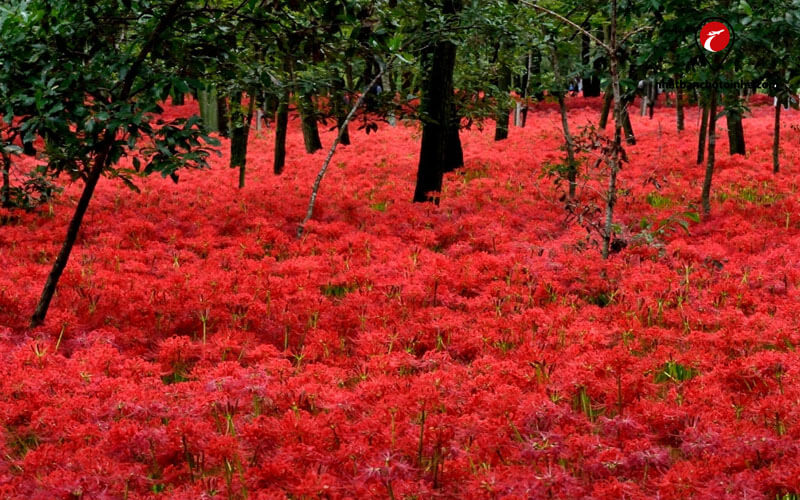Du lịch Nhật Bản tháng 9: Rừng hoa bỉ ngạn ở Saitama