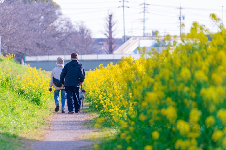 Không biết từ bao giờ tôi yêu nước Nhật đến vậy