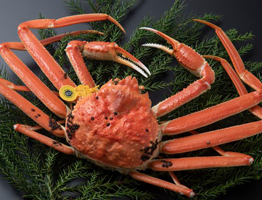 Du học Nhật Bản tại Fukui