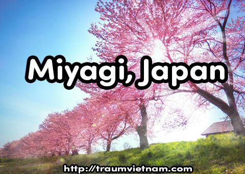 Du học Nhật Bản tại Miyagi